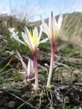 Colchicum kesselringii. Цветущие растения. Южный Казахстан, Сырдарьинский Каратау, горы Улькунбурултау, у солоноватого родника Карабастау, ≈ 700 м н.у.м., участок глинистых отложений на склоне сев. экспозиции. 20 марта 2018 г.