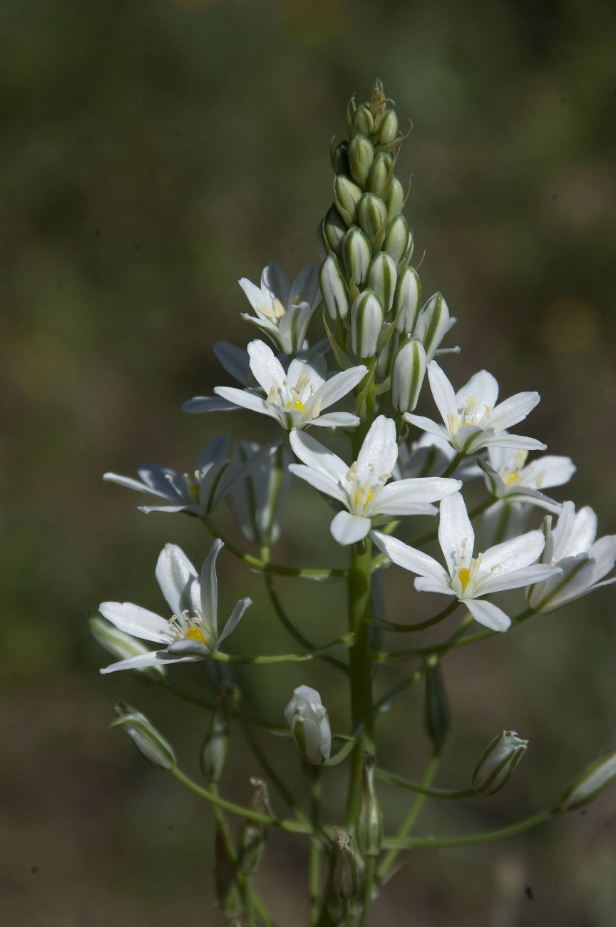 Image of Ornithogalum ponticum specimen.