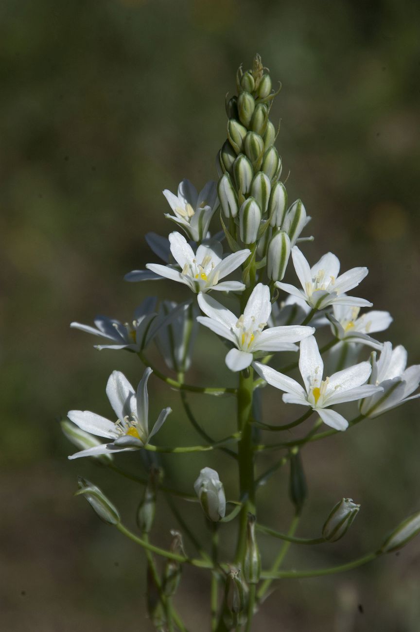 Изображение особи Ornithogalum ponticum.