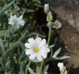 Cerastium argenteum