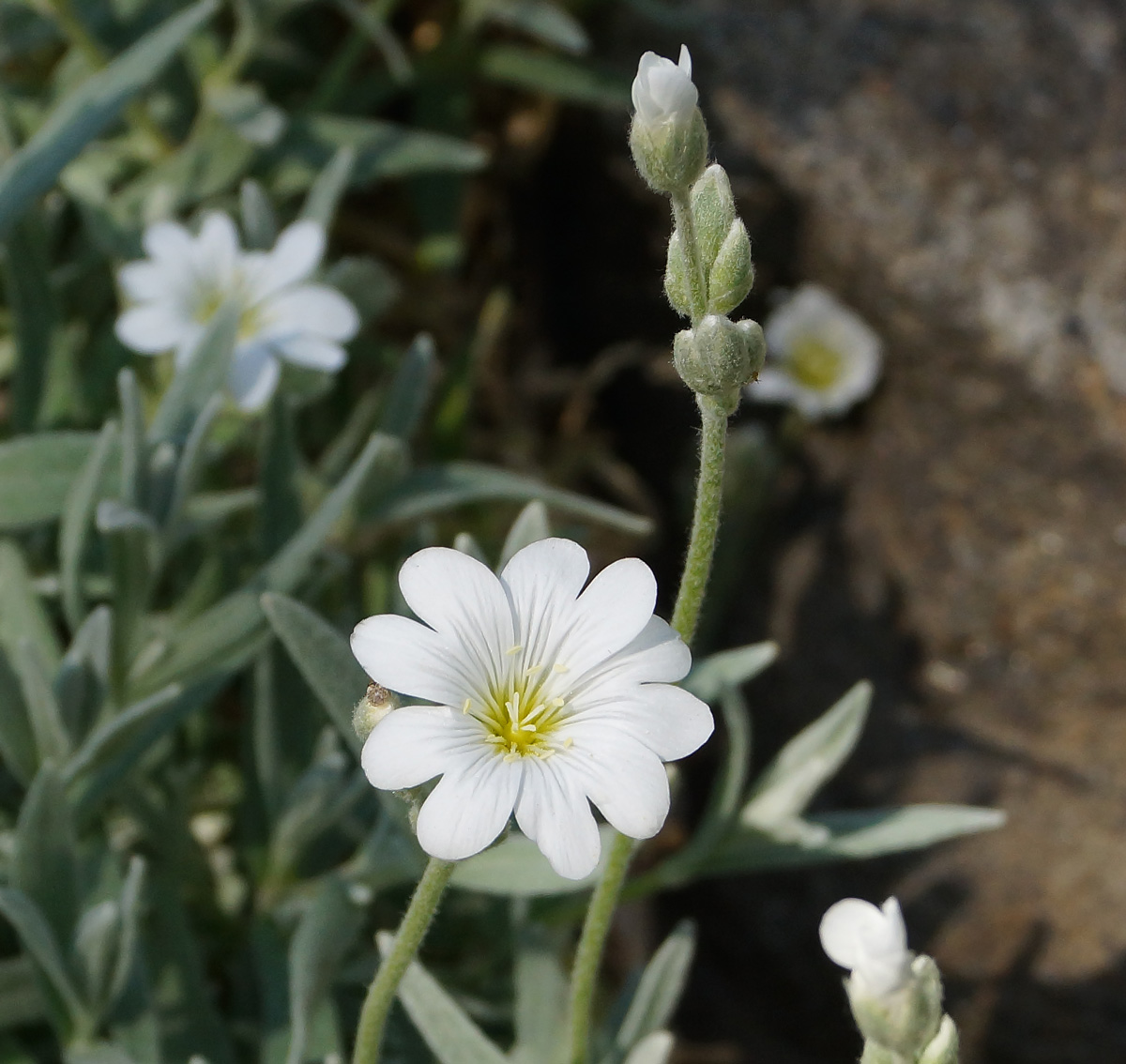 Изображение особи Cerastium argenteum.