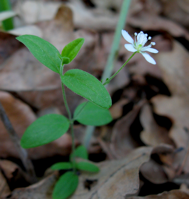 Image of Moehringia lateriflora specimen.