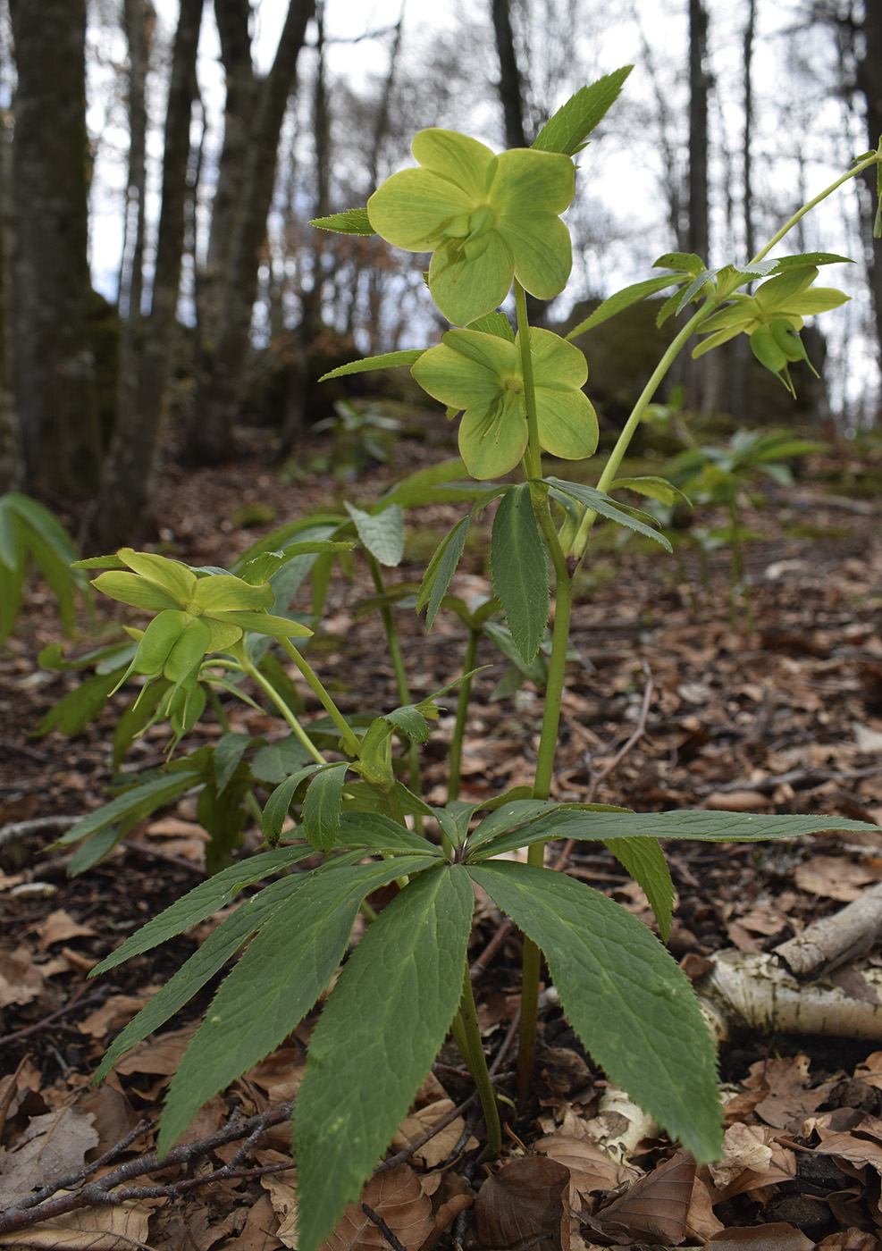 Изображение особи Helleborus viridis.