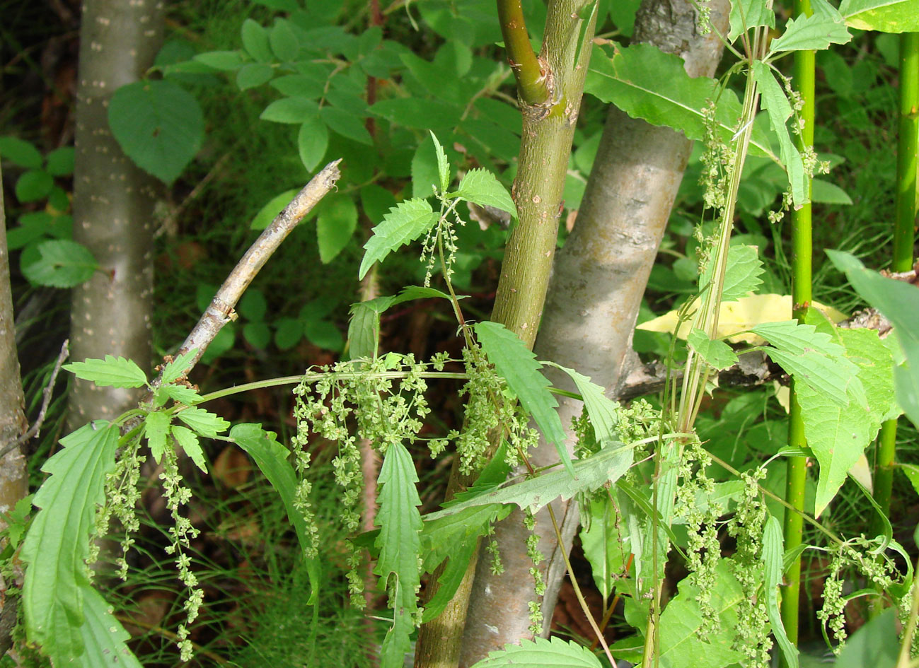 Image of Urtica angustifolia specimen.