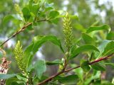 Salix pseudopentandra. Часть ветви с женскими соцветиями. Магаданская обл., окр. г. Магадан, нижнее течение р. Магаданка, сырой луг в долине. 06.07.2014.