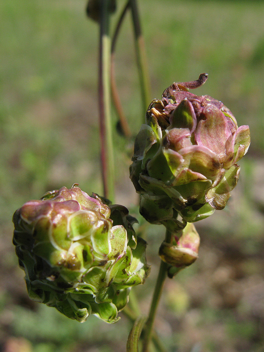 Image of Poterium polygamum specimen.