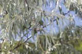 Elaeagnus angustifolia. Ветвь цветущего растения. Саратов, Лысая гора, склон горы, грунт каменисто-меловой. 16.06.2018.