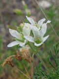 Erodium stevenii