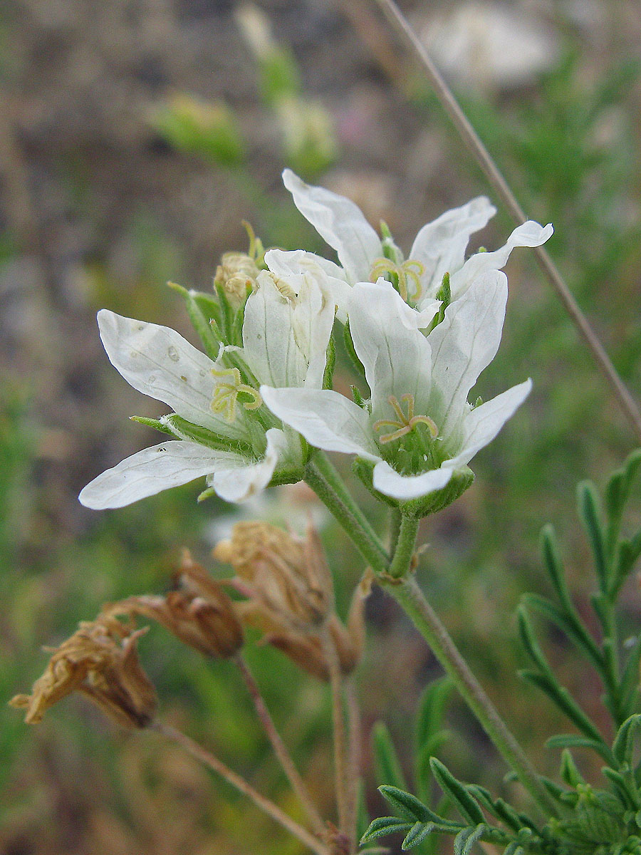 Image of Erodium stevenii specimen.