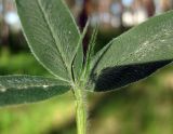 Trifolium alpestre