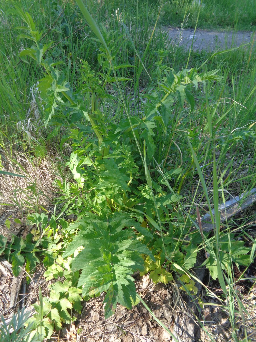 Изображение особи Pastinaca sylvestris.