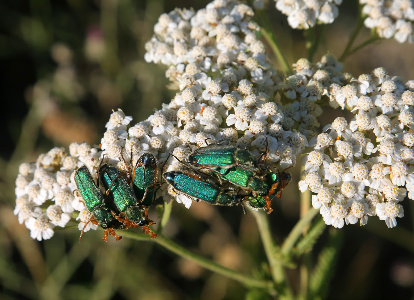 Image of Achillea millefolium specimen.