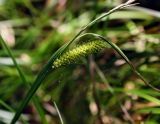 Carex vesicaria. Верхушка плодоносящего побега. Пермский край, Краснокамский р-н, заболоченный смешанный лес. 21.07.2018.