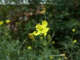 Diplotaxis tenuifolia. Верхушка соцветия. Калининградская обл., г. Балтийск, обочина дороги. 11 августа 2018 г.
