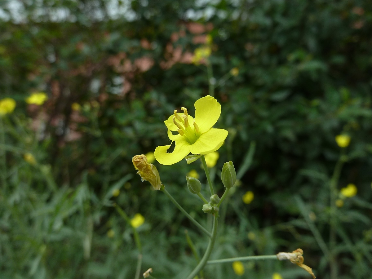 Image of Diplotaxis tenuifolia specimen.