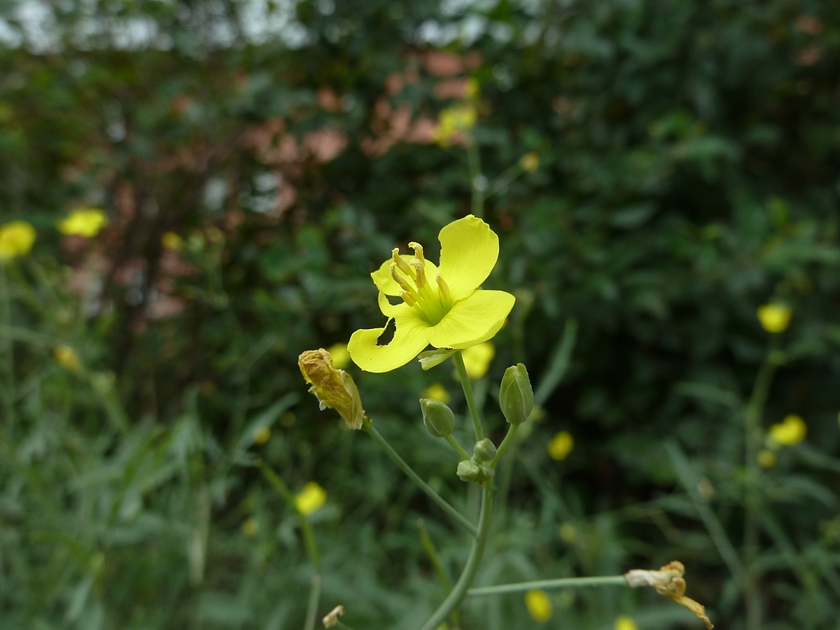 Изображение особи Diplotaxis tenuifolia.