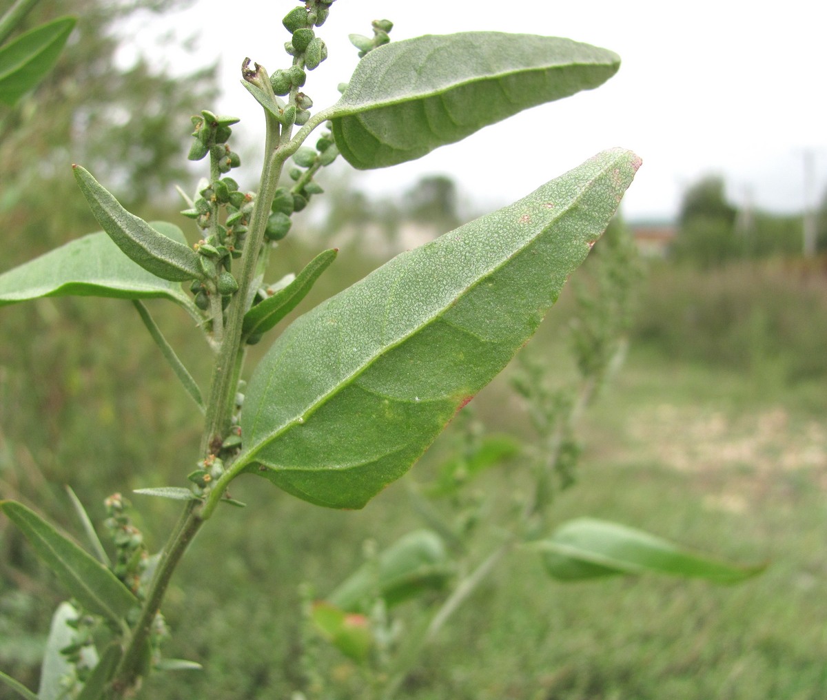 Изображение особи Atriplex sagittata.