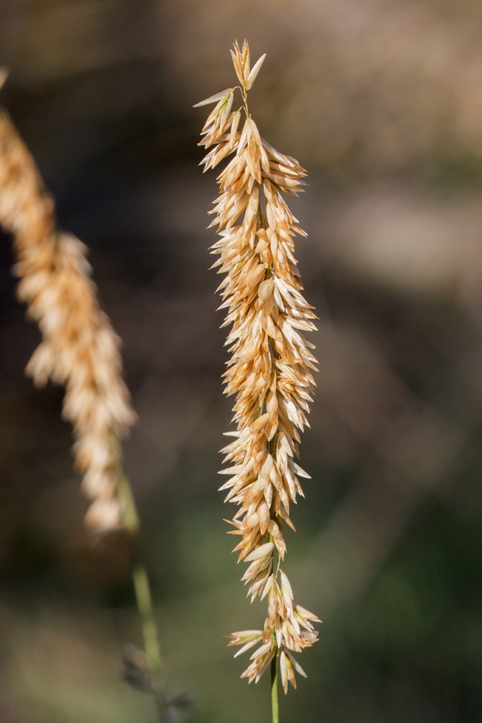 Image of Melica altissima specimen.