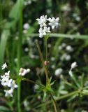 Galium uliginosum. Часть цветущего побега. Магаданская обл., окр. г. Магадан, ост. \"Аммональная\", в разнотравье около р. Балахапчан. 10.08.2018.