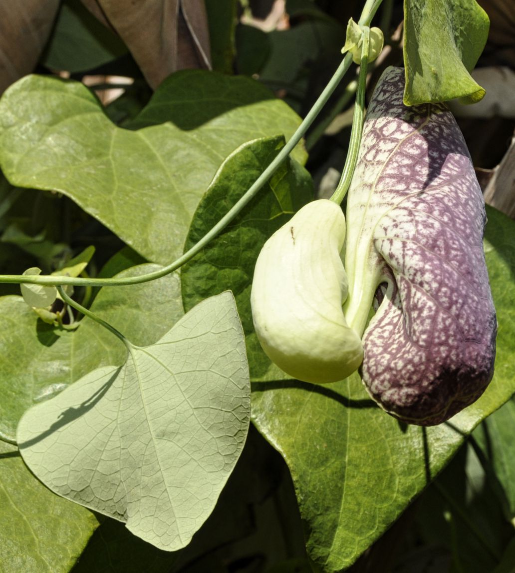 Изображение особи род Aristolochia.