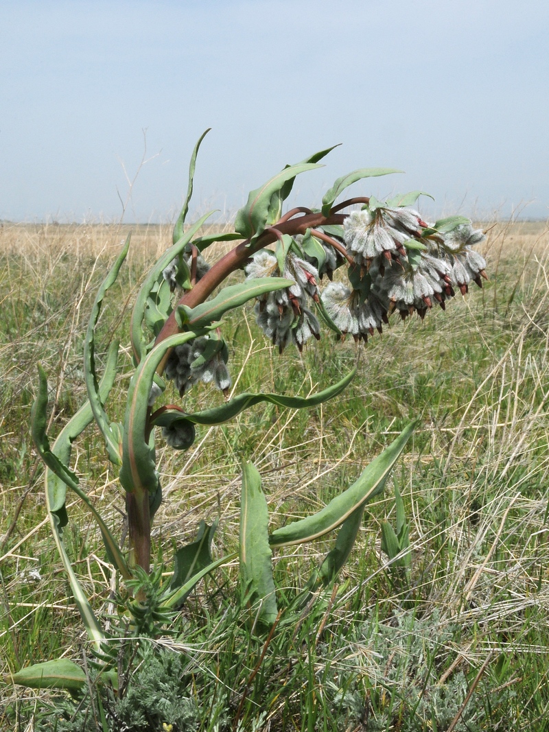 Image of Rindera echinata specimen.