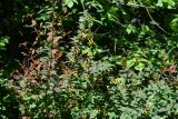 Berberis vulgaris f. atropurpurea