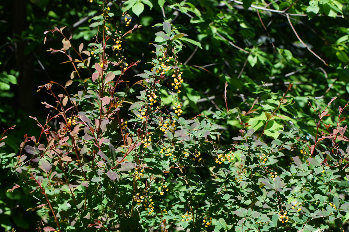 Image of Berberis vulgaris f. atropurpurea specimen.
