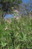 Centaurium pulchellum