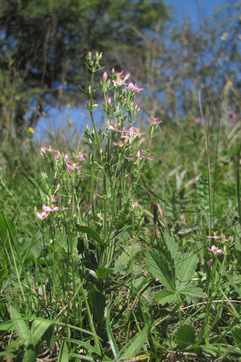 Изображение особи род Centaurium.