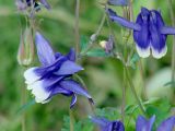 Aquilegia sibirica