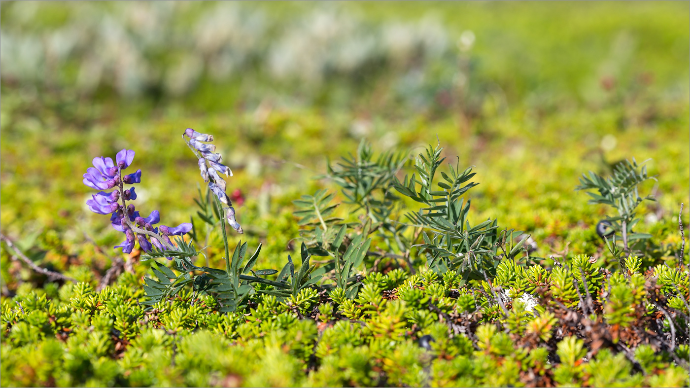 Image of Vicia cracca specimen.