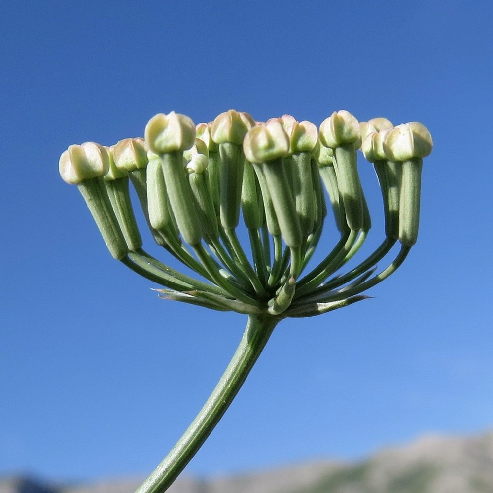 Image of Oedibasis apiculata specimen.