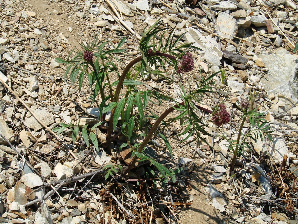 Image of genus Valeriana specimen.