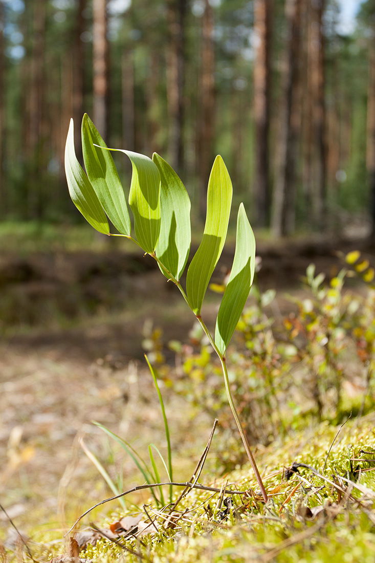 Image of Polygonatum odoratum specimen.