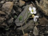Arabidopsis neglecta