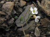 Arabidopsis neglecta. Соцветие с цветками и формирующимися плодами. Украина, Закарпатская обл., Раховский р-н, хр. Свидовец, ≈ 1800 м н.у.м., каменистая осыпь. 2 июля 2010 г.