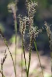 Carex digitata