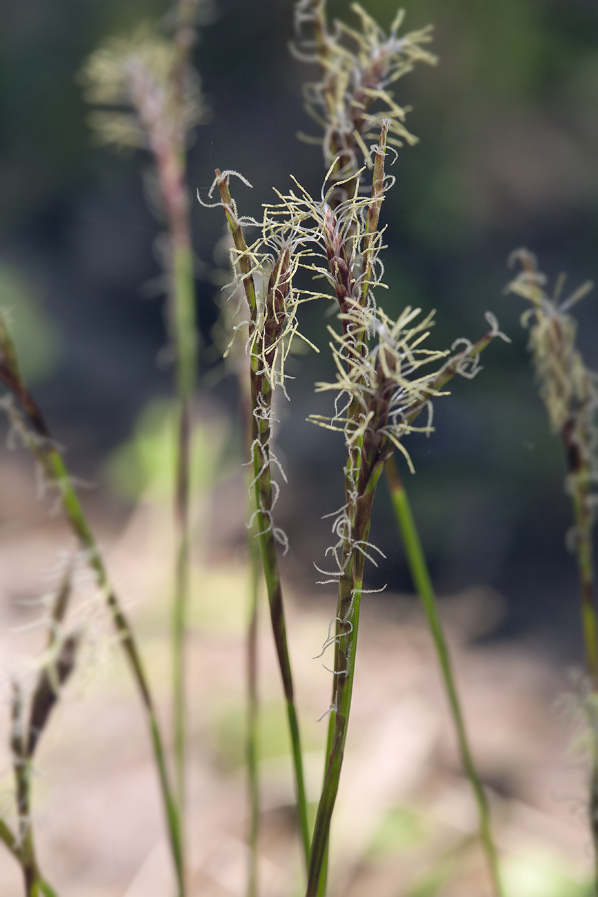 Image of Carex digitata specimen.