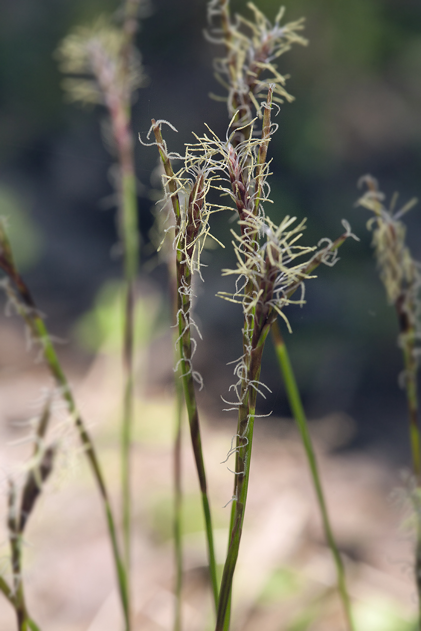 Изображение особи Carex digitata.