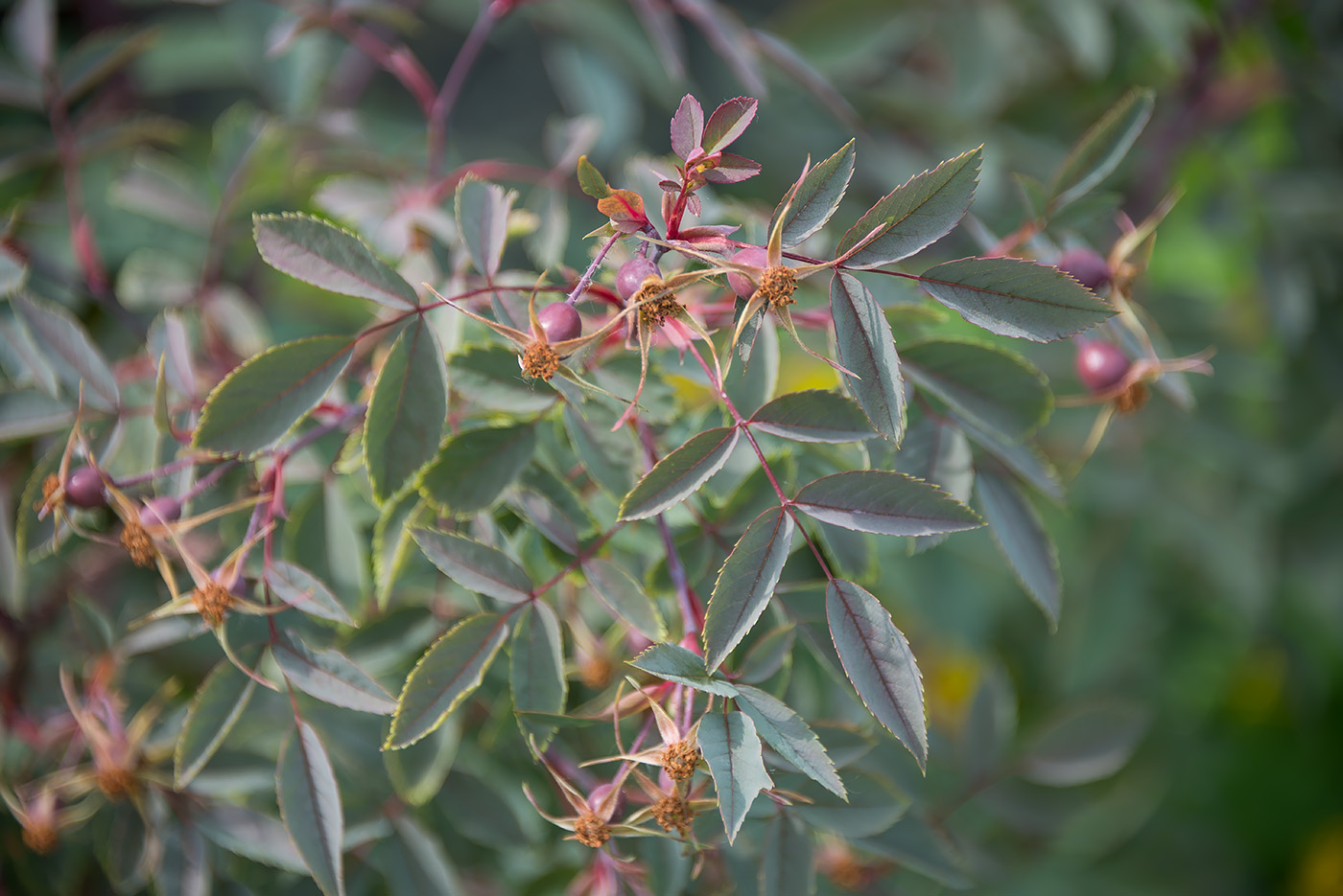 Image of Rosa glauca specimen.