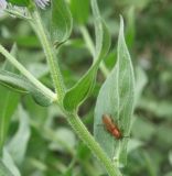 Image of taxon representative. Author is Андрей Любченко