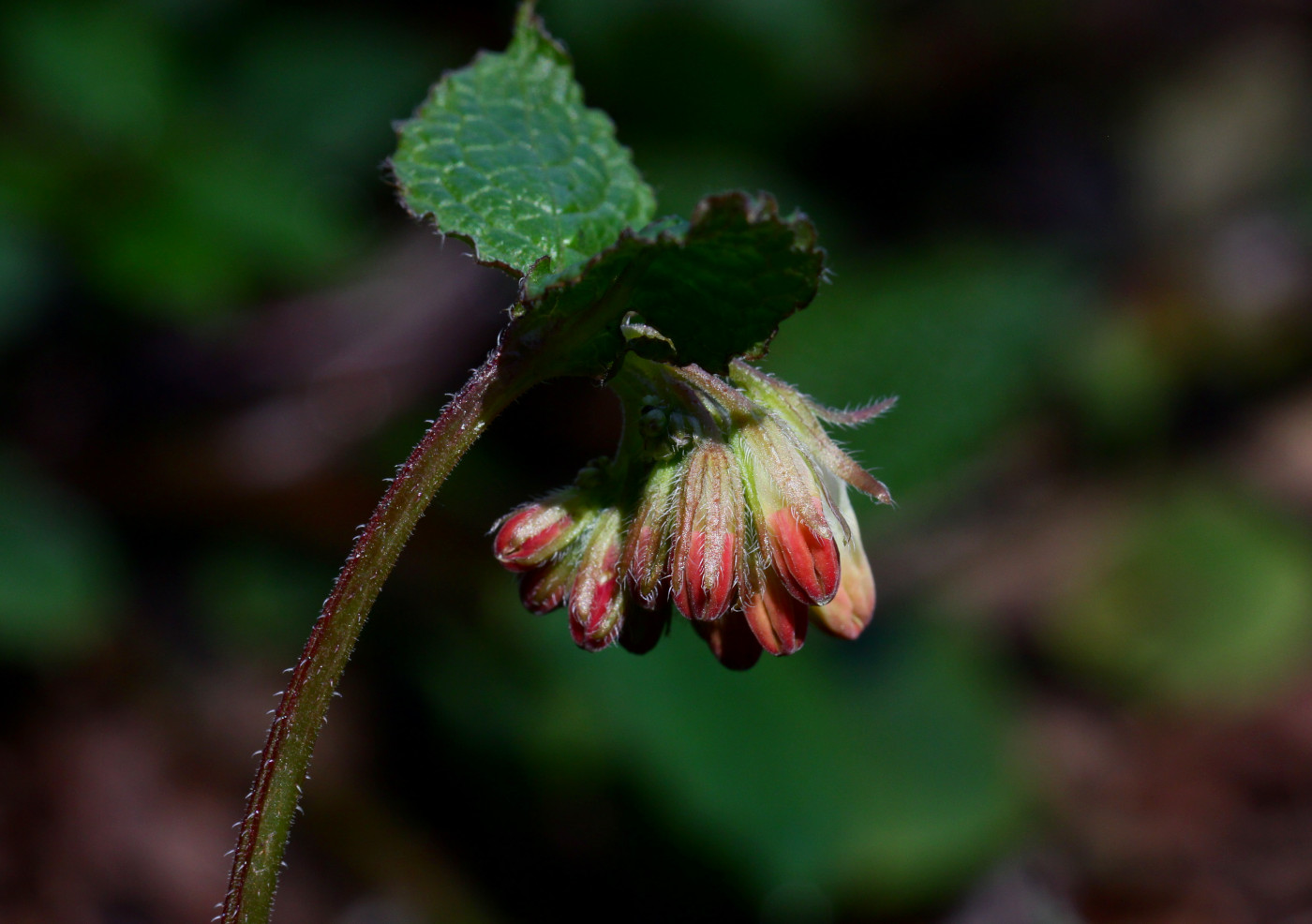 Изображение особи Symphytum grandiflorum.