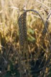 Hordeum vulgare