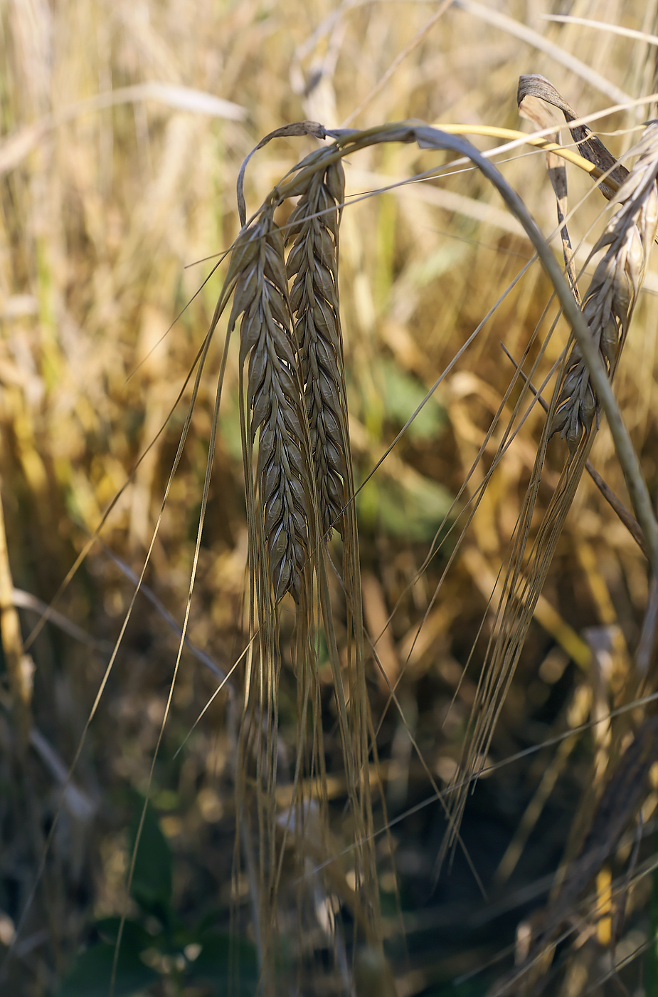 Изображение особи Hordeum vulgare.