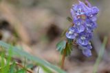 Corydalis solida