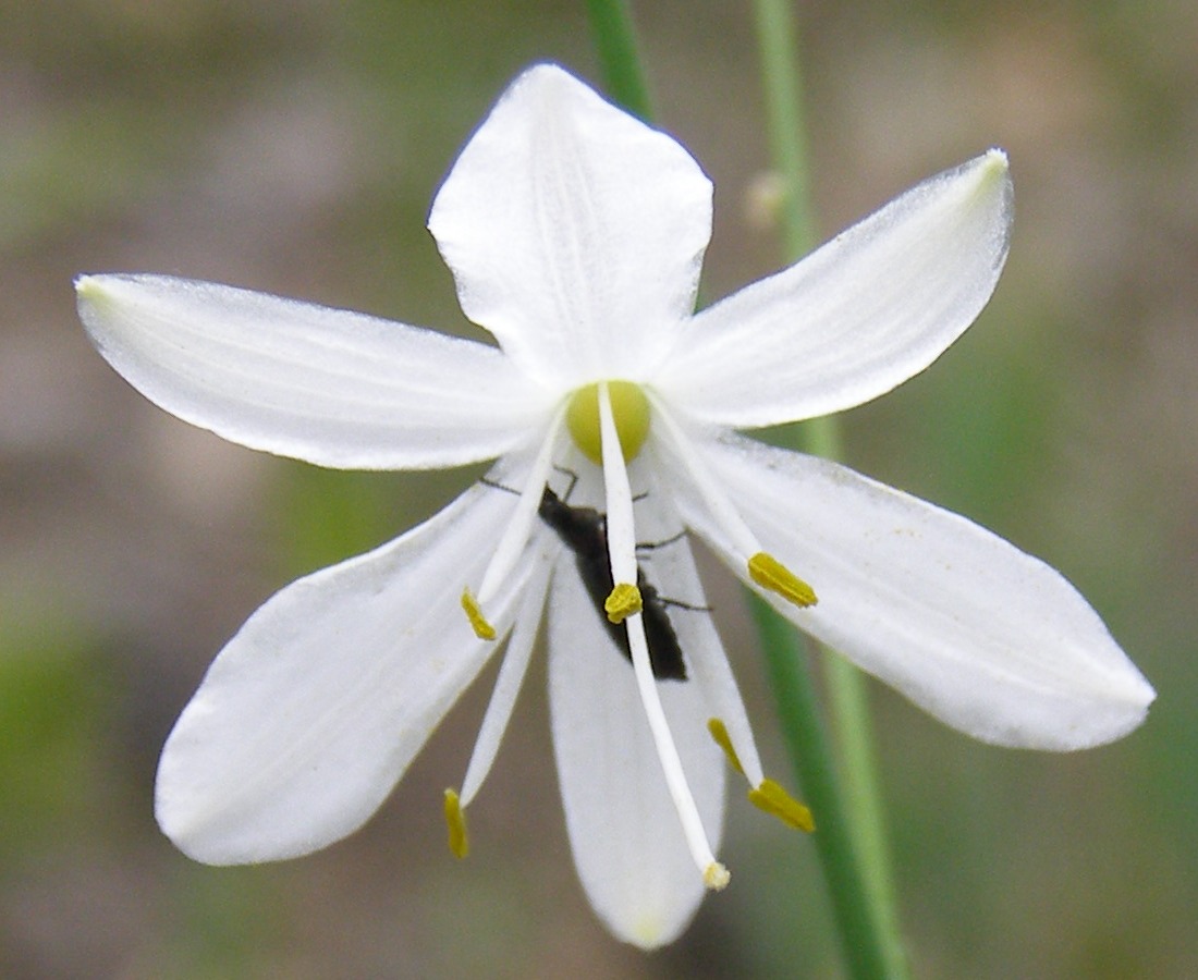 Изображение особи Anthericum ramosum.