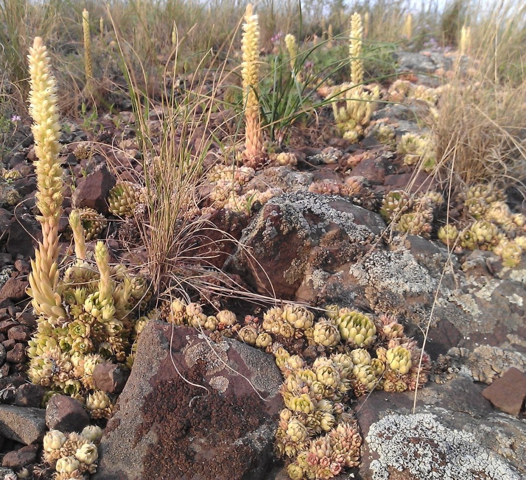 Image of Orostachys spinosa specimen.