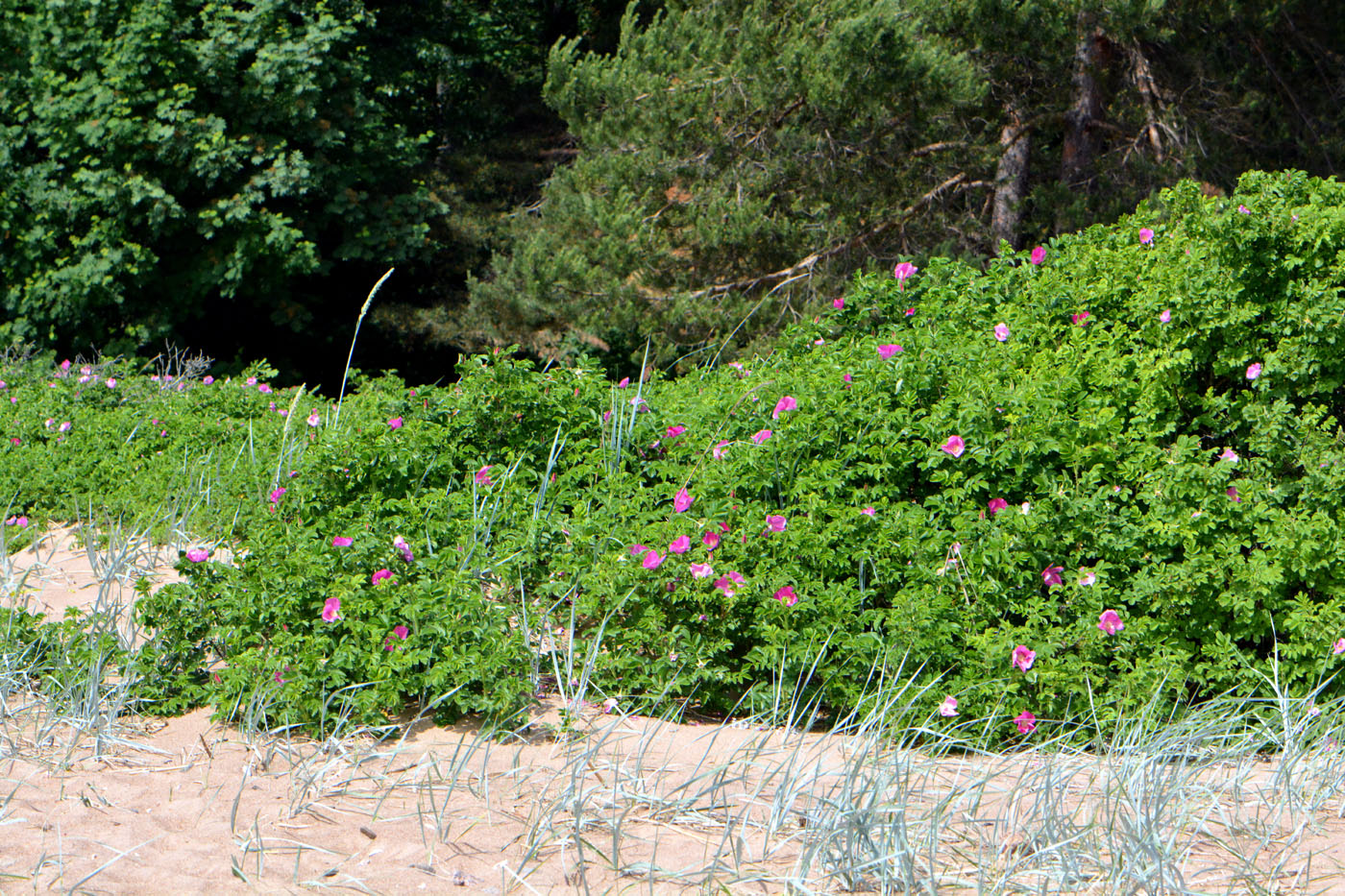 Image of Rosa rugosa specimen.