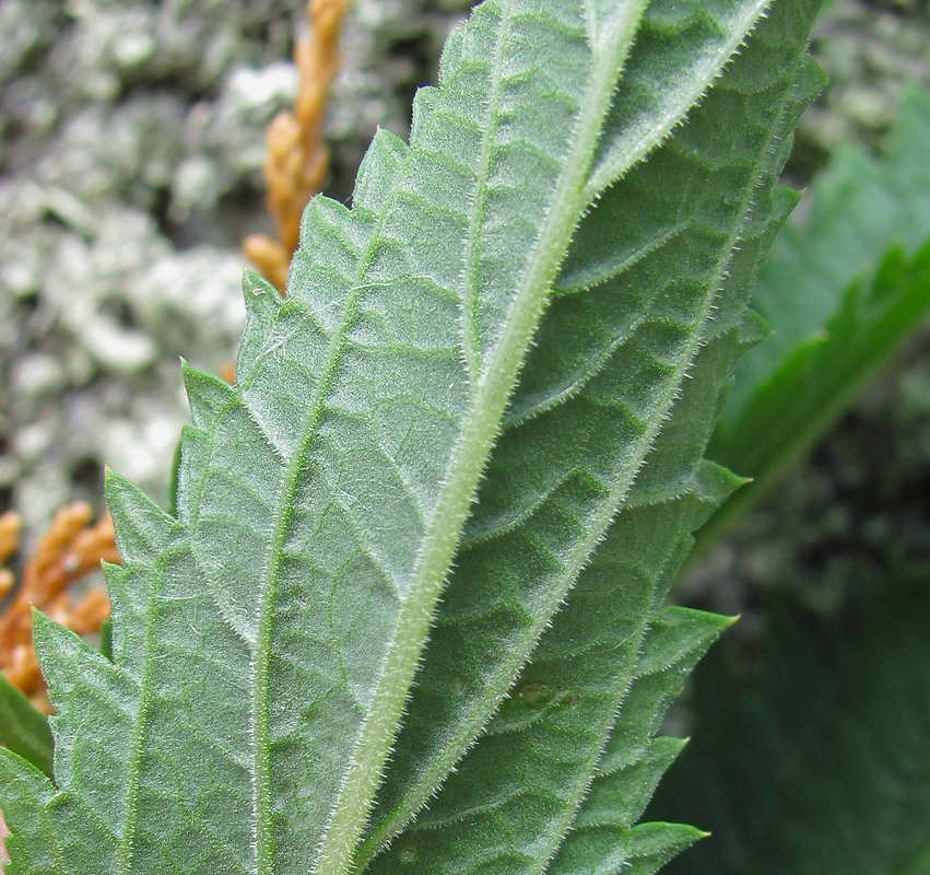 Image of Scrophularia orientalis specimen.