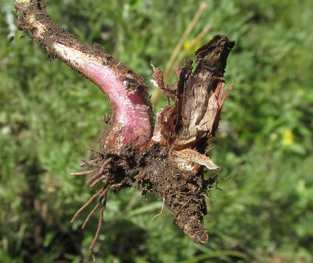 Image of Allium rubens specimen.